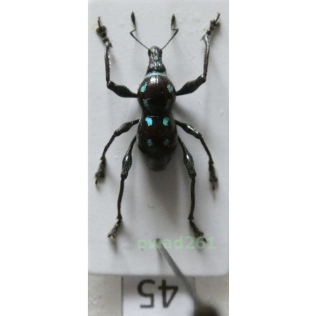 Metapocyrtus rufipes (G.R.Waterhouse, 1843) male Philippines45